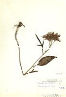 藏品(小燈籠草(大還魂))的圖片